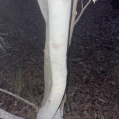 Eucalyptus mannifera subsp. mannifera at Aranda, ACT - 9 Sep 2022 06:14 PM