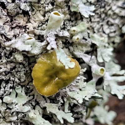Unverified Lichen at Kowen, ACT - 9 Sep 2022 by trevorpreston