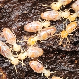 Nasutitermes (genus) at Kowen, ACT - suppressed