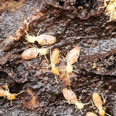Nasutitermes (genus) at Kowen, ACT - suppressed