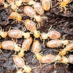 Nasutitermes (genus) at Kowen, ACT - suppressed