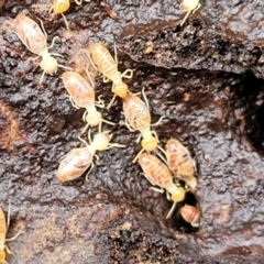 Nasutitermes (genus) at Kowen, ACT - suppressed