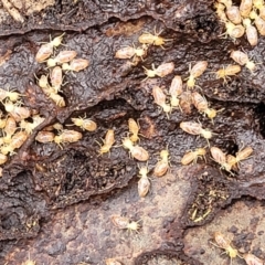 Nasutitermes (genus) at Kowen, ACT - suppressed
