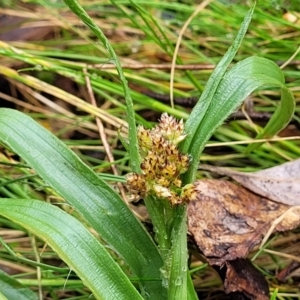 Luzula densiflora at Kowen, ACT - 9 Sep 2022