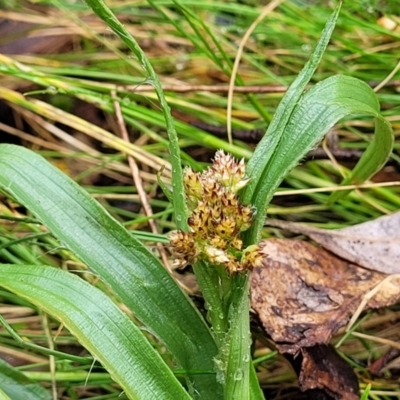 Luzula densiflora (Dense Wood-rush) at Kowen Escarpment - 9 Sep 2022 by trevorpreston