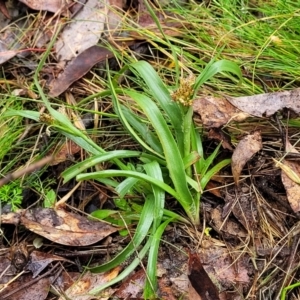 Luzula densiflora at Kowen, ACT - 9 Sep 2022