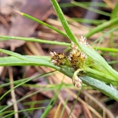 Luzula densiflora at Kowen, ACT - 9 Sep 2022