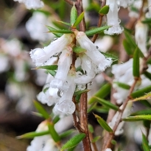 Styphelia fletcheri subsp. brevisepala at Kowen, ACT - 9 Sep 2022