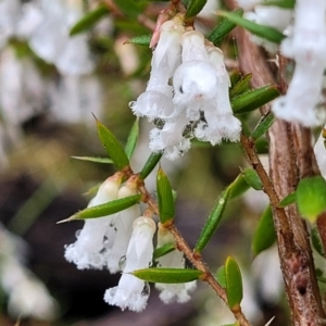 Styphelia fletcheri subsp. brevisepala at Kowen, ACT - 9 Sep 2022