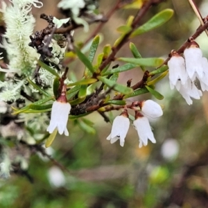 Cryptandra amara at Kowen, ACT - 9 Sep 2022