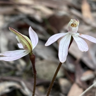Caladenia fuscata (Dusky Fingers) at Bruce, ACT - 9 Sep 2022 by SteveBorkowskis