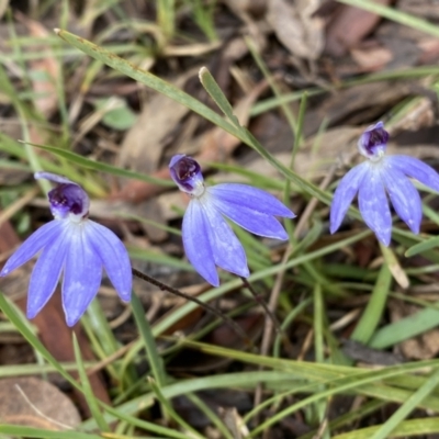 Cyanicula caerulea (Blue Fingers, Blue Fairies) at Bruce, ACT - 9 Sep 2022 by Steve_Bok