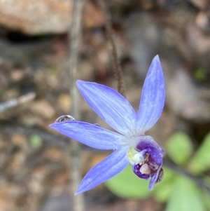 Cyanicula caerulea at Bruce, ACT - suppressed