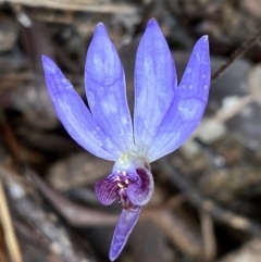 Cyanicula caerulea at Bruce, ACT - suppressed