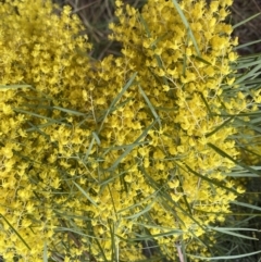 Acacia boormanii (Snowy River Wattle) at Bruce, ACT - 9 Sep 2022 by Steve_Bok