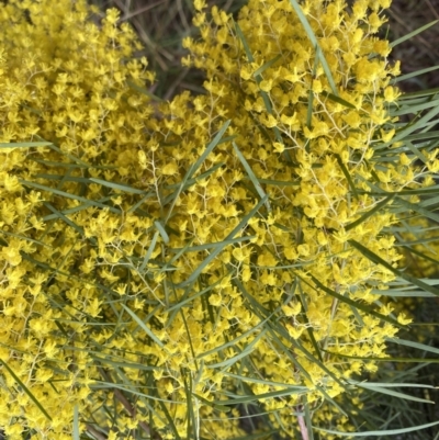 Acacia boormanii (Snowy River Wattle) at Bruce, ACT - 9 Sep 2022 by Steve_Bok