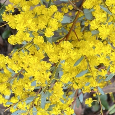 Acacia buxifolia subsp. buxifolia (Box-leaf Wattle) at Bruce Ridge to Gossan Hill - 9 Sep 2022 by Steve_Bok