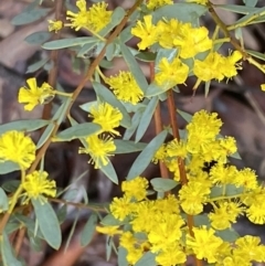 Acacia buxifolia subsp. buxifolia at Bruce, ACT - 9 Sep 2022