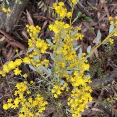 Acacia buxifolia subsp. buxifolia at Bruce, ACT - 9 Sep 2022