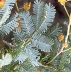 Acacia baileyana (Cootamundra Wattle, Golden Mimosa) at Bruce Ridge to Gossan Hill - 9 Sep 2022 by Steve_Bok