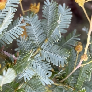 Acacia baileyana at Bruce, ACT - 9 Sep 2022 12:21 PM