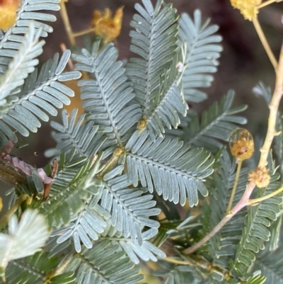 Acacia baileyana (Cootamundra Wattle, Golden Mimosa) at Bruce, ACT - 9 Sep 2022 by SteveBorkowskis