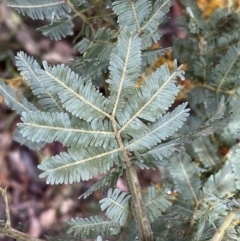 Acacia baileyana at Bruce, ACT - 9 Sep 2022 12:21 PM