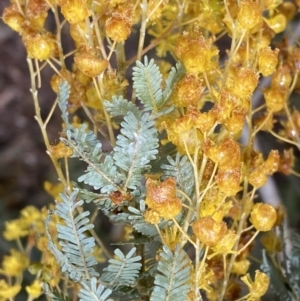 Acacia baileyana at Bruce, ACT - 9 Sep 2022 12:21 PM