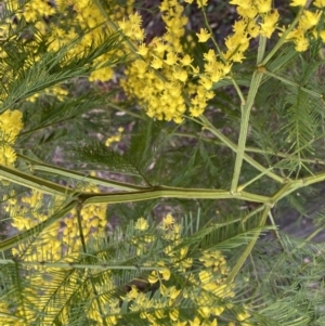 Acacia decurrens at Bruce, ACT - 9 Sep 2022 12:25 PM