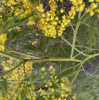 Acacia decurrens (Green Wattle) at Bruce, ACT - 9 Sep 2022 by SteveBorkowskis