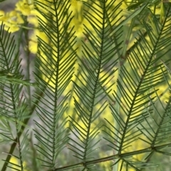 Acacia decurrens at Bruce, ACT - 9 Sep 2022 12:25 PM