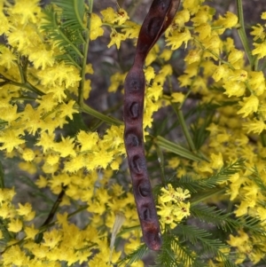 Acacia decurrens at Bruce, ACT - 9 Sep 2022 12:25 PM