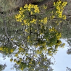 Acacia decurrens at Bruce, ACT - 9 Sep 2022 12:25 PM