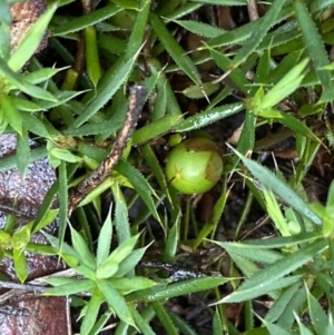 Astroloma humifusum at Bruce, ACT - 9 Sep 2022