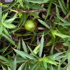 Styphelia humifusum at Bruce, ACT - 9 Sep 2022