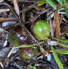 Astroloma humifusum at Bruce, ACT - 9 Sep 2022