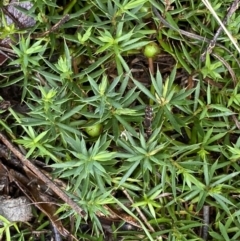 Astroloma humifusum at Bruce, ACT - 9 Sep 2022