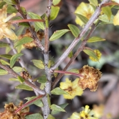 Acacia gunnii (Ploughshare Wattle) at Bruce, ACT - 9 Sep 2022 by Steve_Bok