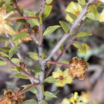 Acacia gunnii (Ploughshare Wattle) at Bruce Ridge to Gossan Hill - 9 Sep 2022 by Steve_Bok