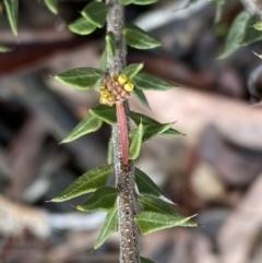 Acacia gunnii at Bruce, ACT - 9 Sep 2022