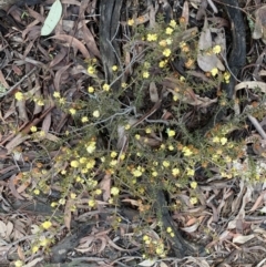 Acacia gunnii at Bruce, ACT - 9 Sep 2022