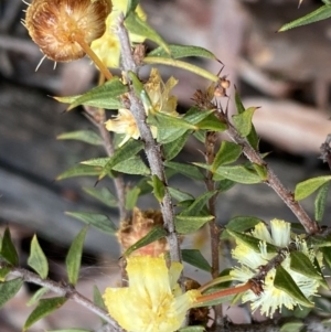 Acacia gunnii at Bruce, ACT - 9 Sep 2022