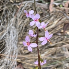 Stylidium graminifolium (Grass Triggerplant) at Bruce, ACT - 9 Sep 2022 by Steve_Bok