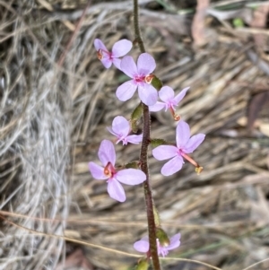 Stylidium graminifolium at Bruce, ACT - 9 Sep 2022 12:29 PM