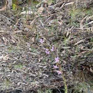 Stylidium graminifolium at Bruce, ACT - 9 Sep 2022