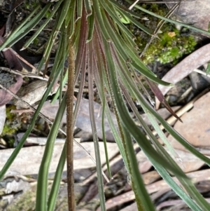 Stylidium graminifolium at Bruce, ACT - 9 Sep 2022 12:29 PM