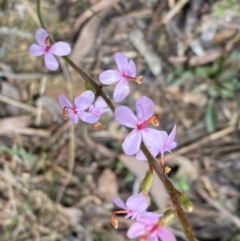 Stylidium graminifolium at Bruce, ACT - 9 Sep 2022 12:29 PM