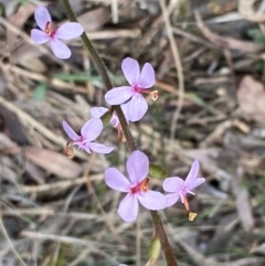 Stylidium graminifolium at Bruce, ACT - 9 Sep 2022 12:29 PM