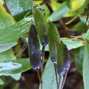 Billardiera heterophylla at Bruce, ACT - 9 Sep 2022