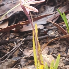 Caladenia fuscata at Gundaroo, NSW - 9 Sep 2022